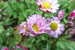 Stugtblmandi summardi / Bellis perennis (L.)