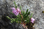 Vanligur heiðalyngur / Calluna vulgaris (L.) Hull