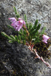 Vanligur heialyngur / Calluna vulgaris (L.) Hull