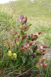 Snjallabjalla / Rhinanthus minor.