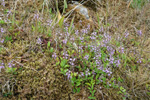 Lknabldepla / Veronica officinalis L.