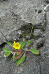 Smyrilsurt Hieracium rasmussenii skarsson