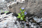 Fjallabldepla Veronica alpina L.