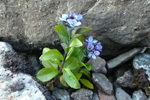 Fjallabldepla Veronica alpina L.