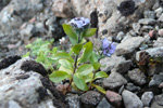 Fjallabldepla Veronica alpina L.