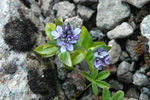 Fjallabldepla Veronica alpina L.