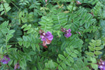 Garakrkja / Vicia sepium L. 