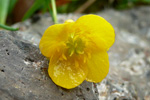 Gullslja / Ranunculus auricomus L.