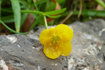 Gullslja / Ranunculus auricomus L.