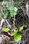 Vetrarlilja / Pyrola minor L.