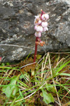 Vetrarlilja / Pyrola minor L.