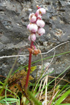 Vetrarlilja / Pyrola minor L.