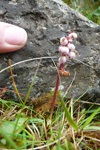 Vetrarlilja / Pyrola minor L.