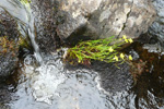 Iglasólja / Ranunculus flammula L.