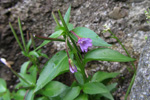 Arvadúnurt / Epilobium anagallidifolium Lam.