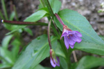 Arvadúnurt / Epilobium anagallidifolium Lam.