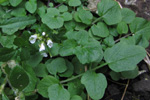 Títlingskarsi / Cardamine hirsuta L.