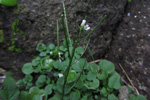 Títlingskarsi / Cardamine hirsuta L.