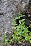 Arvadúnurt / Epilobium anagallidifolium Lam.