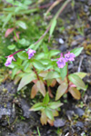 Arvadúnurt / Epilobium anagallidifolium Lam.