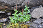 Kertildúnurt / Epilobium ciliatum Rafin