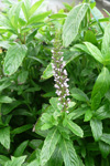 Aksmynta / Mentha spicata