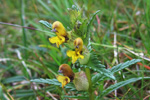 Snjallabjalla / Rhinanthus minor