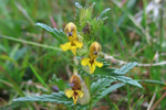 Snjallabjalla / Rhinanthus minor