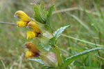 Snjallabjalla / Rhinanthus minor