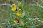 Snjallabjalla / Rhinanthus minor