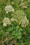 Bakkasløkja / Angelica sylvestris L.