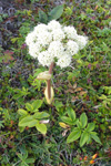 Bakkasløkja / Angelica sylvestris L.