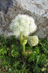 Bakkasløkja / Angelica sylvestris L.