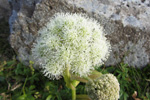 Bakkasløkja / Angelica sylvestris L.