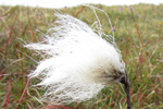 Fjallafpa / Eriophorum vaginatum L.