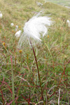 Fjallafpa / Eriophorum vaginatum L.