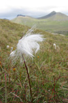 Fjallafpa / Eriophorum vaginatum L.