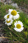 Hálshvít baldursbrá / Tripleurospermum maritimum subsp. subpolare