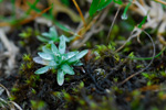 Bogin æviblóma / Gnaphalium supinum L.