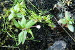 Áardúnurt / Epilobium alsinifolium Vill