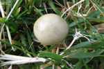 Protostropharia semiglobata