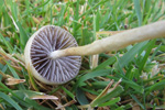 Protostropharia semiglobata