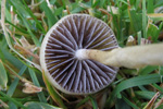 Protostropharia semiglobata