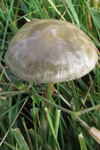 Protostropharia semiglobata