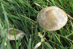 Protostropharia semiglobata