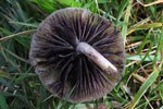 Protostropharia semiglobata