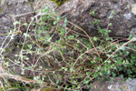 Skaldabrobber / Thymus praecox