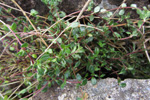 Skaldabrobber / Thymus praecox