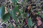 Snin klivurt / Bilderdykia convolvulus (L.) Dumort (Polygonum convolvulus L.)