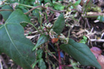 Snin klivurt / Bilderdykia convolvulus (L.) Dumort (Polygonum convolvulus L.)